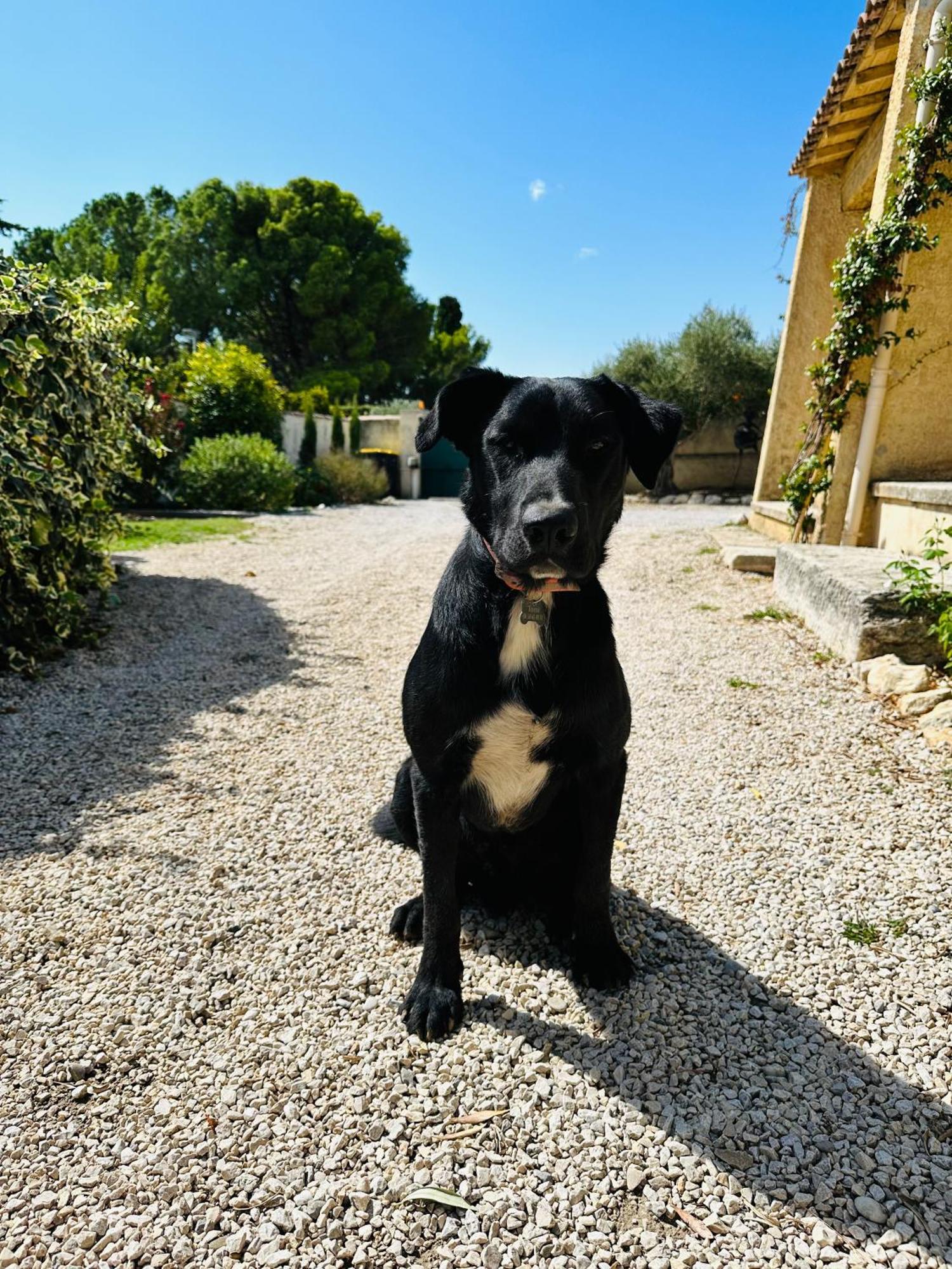 Вилла La Pitchoune : Gite Aux Pieds Des Alpilles Мурьес Экстерьер фото